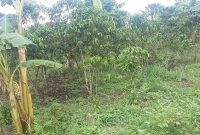 30 acres of land for sale in Luwero Kasana at 8m each