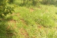 85 acres farm land for sale in Nakasongola at 2.5m per acre