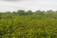 4 acres for sale in Buyege Kasanje at 45m Per Acre