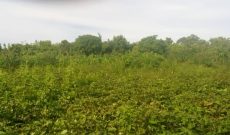 4 acres for sale in Buyege Kasanje at 45m Per Acre