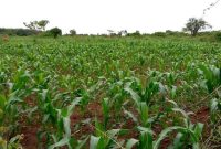 50 acres farmland for sale in Luwero Kakooge at 3.5m per acre