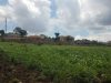 2-acres-of-land-for-sale-in-kira-mulawa-at-600m-each