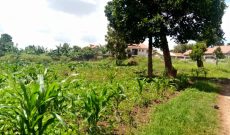 50 decimals of land for sale in kiwatule at 750m