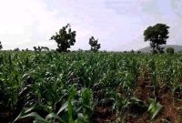 100 acres of land for sale in Zirobwe at 30m each