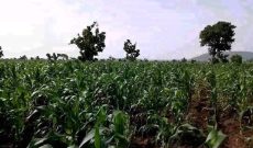 100 acres of land for sale in Zirobwe at 30m each