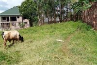 5ox100ft plot for sale in Namugongo at 55m