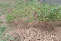 50x100ft plot of land for sale in Bugiri municipality at 15m