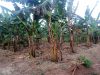 50x100ft-plot-of-land-for-sale-in-matuga-kavule-at-145m
