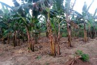 50x100ft plot of land for sale in Matuga Kavule at 14.5m
