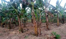 50x100ft plot of land for sale in Matuga Kavule at 14.5m