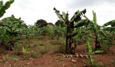 25 decimals plot of land for sale in Kira Kitukutwe at 120m