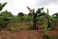 240 acres for sale in Ntwetwe Kiboga at 2.5m per acre
