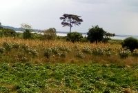 100 acres of lake view land for sale in Buwera Nkokonjeru at 20m per acre