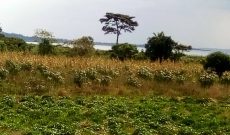 100 acres of lake view land for sale in Buwera Nkokonjeru at 20m per acre