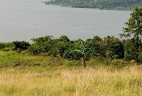 40 acres for sale in Nkokonjeru touching the lake at 25m per acre