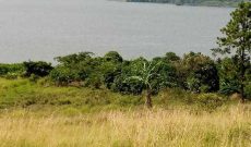 40 acres for sale in Nkokonjeru touching the lake at 25m per acre