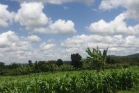 1.2 acres for sale in Nakasajja Gayaza at 200m