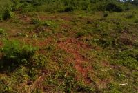 390 acres of freehold land for sale in Bweyale at 1.8m per acre