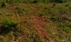 390 acres of freehold land for sale in Bweyale at 1.8m per acre