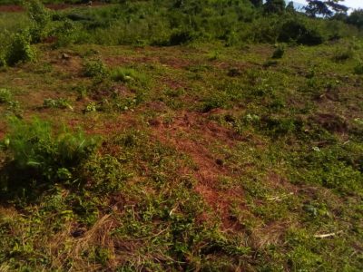 390 acres of freehold land for sale in Bweyale at 1.8m per acre