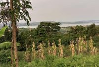 6.5 acres of Lake view land for sale in Lutembe Entebbe road at 450m per acre