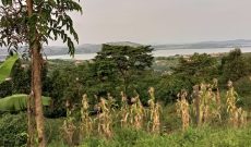 6.5 acres of Lake view land for sale in Lutembe Entebbe road at 450m per acre