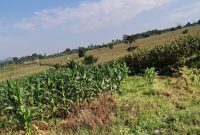 320 acres of land for sale in Buwaya Wakiso at 120m per acre