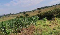 320 acres of land for sale in Buwaya Wakiso at 120m per acre