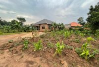 100x100ft plot of land for sale in Busukuma at 56m