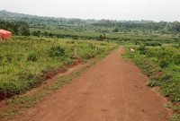 50x100ft plots of land for sale in Gayaza Nakasajja at 25m each