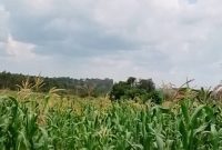 250 acres of land for sale in Myanzi Mityana road at 4m per acre