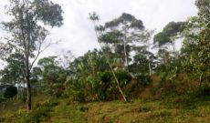 5 acres of farmland for sale in Nkonkonjeru at 25m per acre