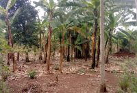 15 acres of land for sale in Luwero Kiwanula at 6.5m per acre