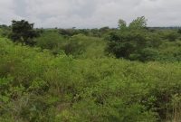 800 acres of farmland for sale in Lukaya at 4m per acre