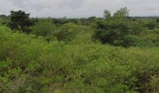 800 acres of farmland for sale in Lukaya at 4m per acre