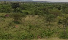50 acres of land at the entrance of Murchison falls national park at 8.5m per acre