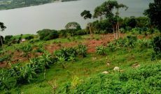 160 acre farm for sale in Koome Island at 1.6 billion Uganda shillings