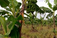 100 acres of farm for sale in Kasana at 7m per acre