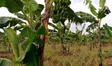 100 acres of farm for sale in Kasana at 7m per acre