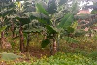 10 acres for sale in Mityana at 16m per acre