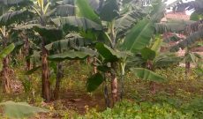 10 acres for sale in Mityana at 16m per acre