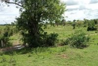 70 acres of land for sale in Kira Namavundu at 200m each