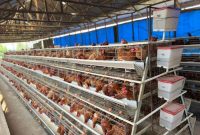 4,000 bird capacity poultry farm for sale in Gayaza Kijabijo 280m