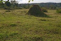260 acres of land land for sale in Nakisunga Mukono at 100m per acre