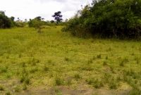 46 acres of farm land for sale in Bugembo Bbaale road at 4.5m per acre