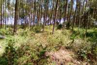 8 acres of land for sale in Mukono Namumira at 150m per acre