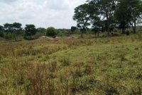 500 acres of farmland for sale in Luwero Ngogolo at 3.5m per acre