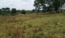 500 acres of farmland for sale in Luwero Ngogolo at 3.5m per acre