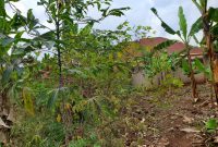 61 Decimals plot of land for sale in Kira Kimwanyi at 280m