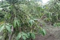 10 acres for sale in Kapeka Semuto with coffee and banana plantation at 15m per acre